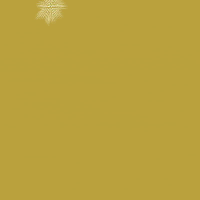 SOORT SAFARI